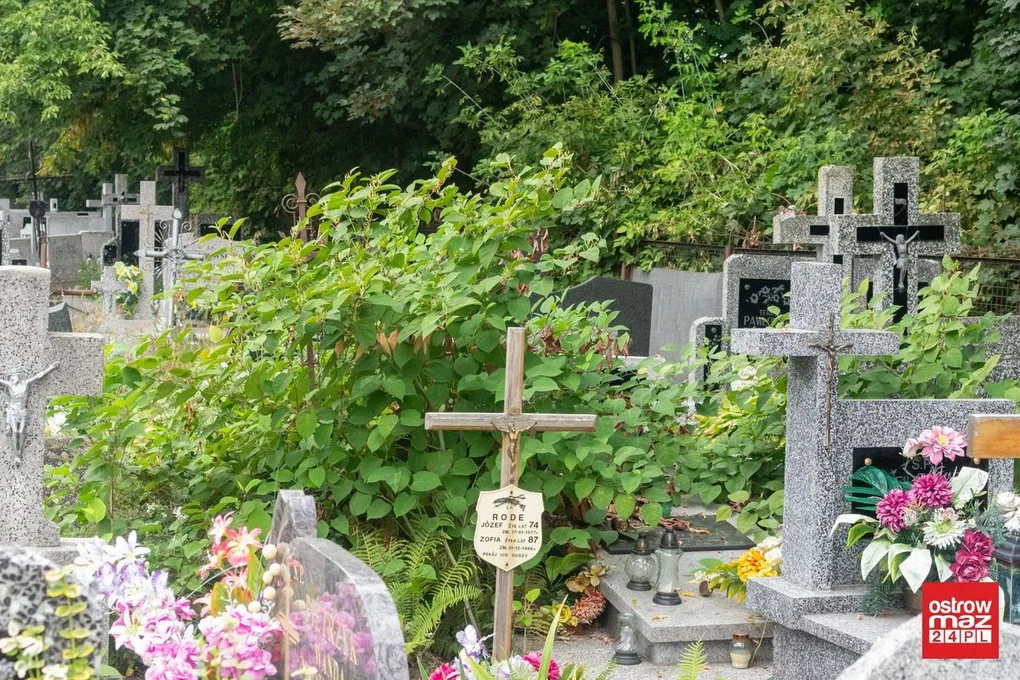 Skrzynka skarg: zaniedbany cmentarz parafialny (zdjęcia)