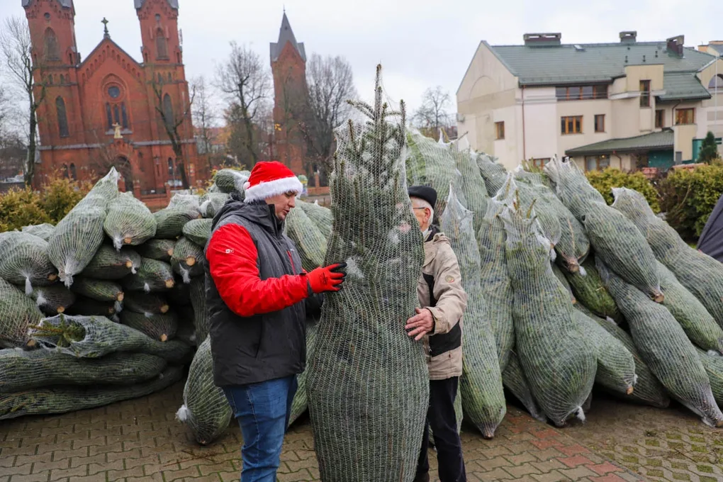Ponad 200 choinek trafiło do mieszkańców Ostrowi! Ekologiczna akcja zakończona sukcesem! (zdjęcia)