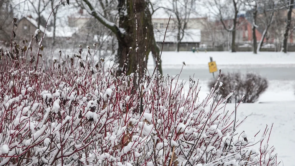 Ostrów Mazowiecka pokryta śniegiem (zdjęcia)