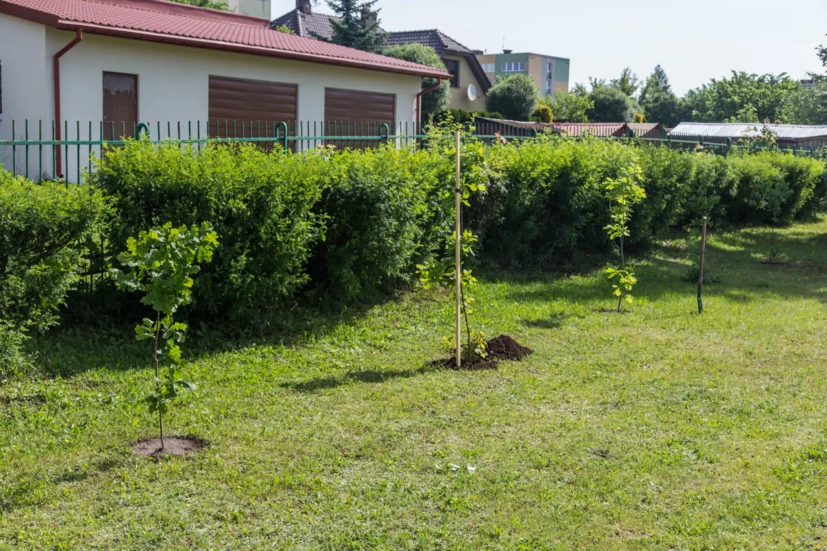 Aleja Dębów powstała na terenie "Ekonomika" (zdjęcia)