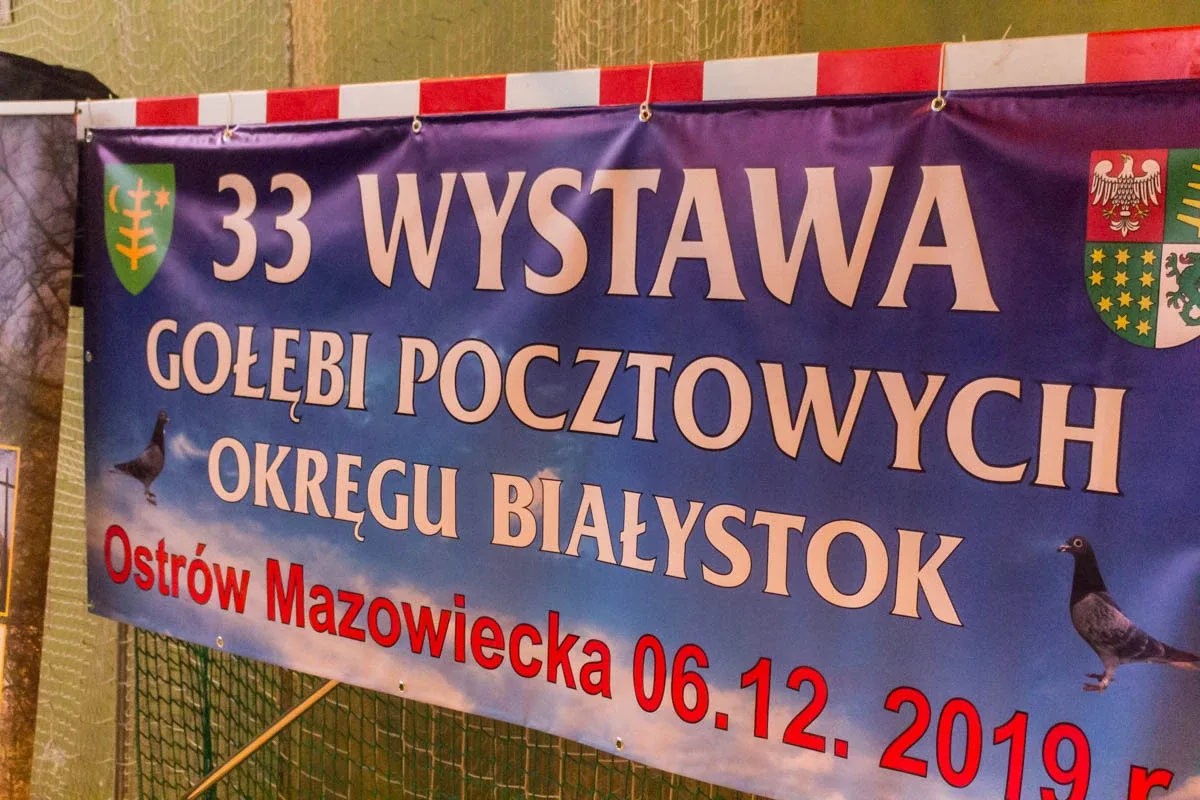 Hodowcy zaprezentowali swoje ptaki w Ostrowi Mazowieckiej (zdjęcia, wideo)