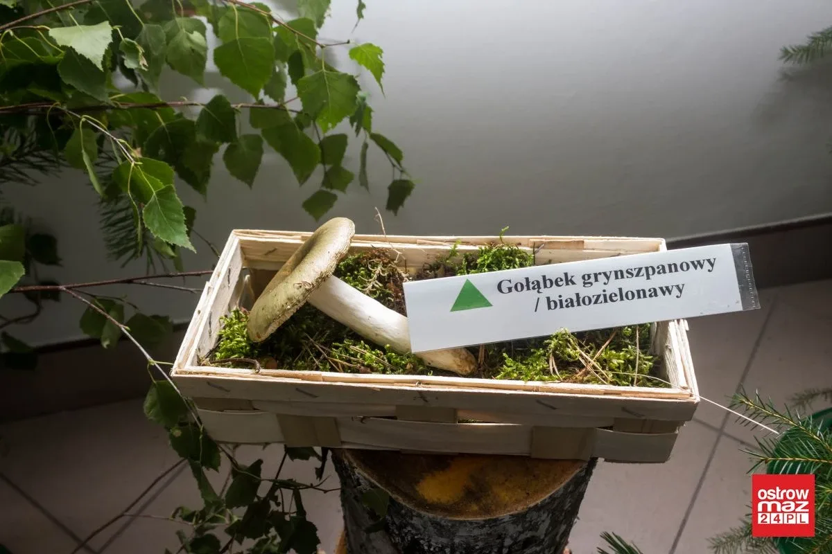 Otwarto wystawę grzybów w ostrowskim sanepidzie (zdjęcia)