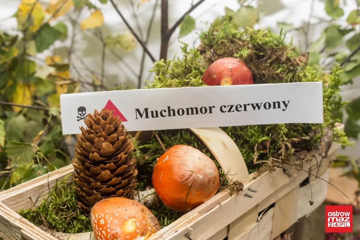 Otwarto wystawę grzybów w ostrowskim sanepidzie (zdjęcia)