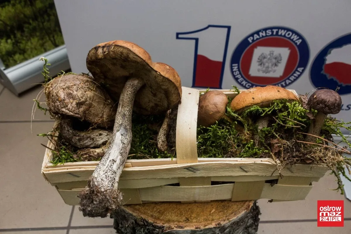 Otwarto wystawę grzybów w ostrowskim sanepidzie (zdjęcia)