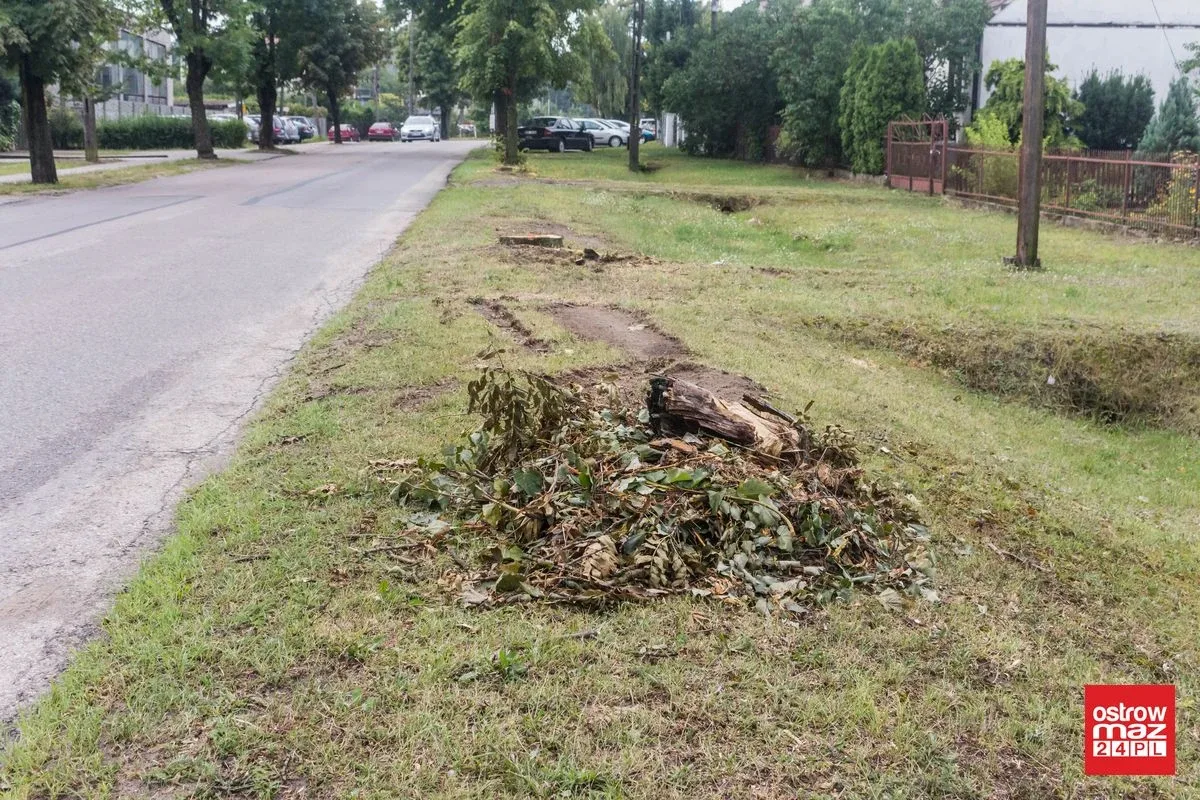 Skrzynka skarg: Wycinka drzew przy ul. Brokowskiej i Warszawskiej (zdjęcia)