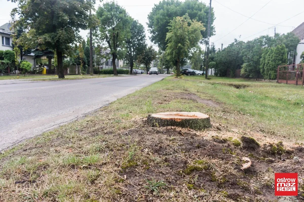 Skrzynka skarg: Wycinka drzew przy ul. Brokowskiej i Warszawskiej (zdjęcia)