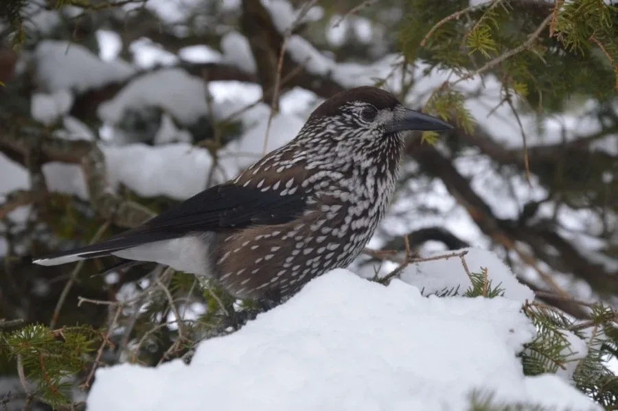 "Ptaki w polskim krajobrazie jesienno-zimowym". Konkurs fotograficzny rozstrzygnięty (zdjęcia)