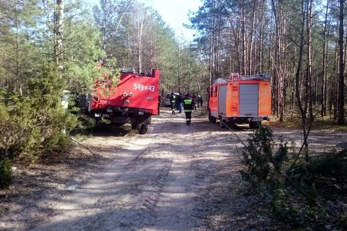 Stary Lubotyń: poszukiwania martwych dzików (zdjęcia)