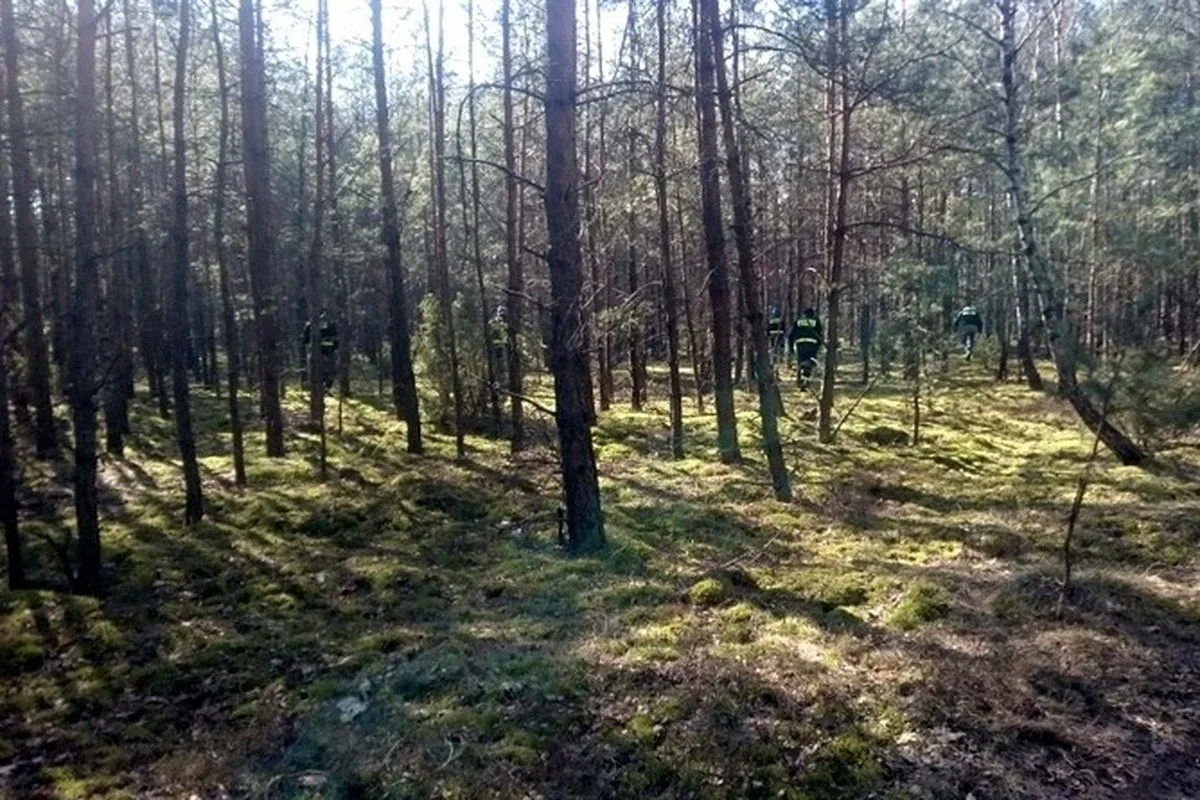 Stary Lubotyń: poszukiwania martwych dzików (zdjęcia)