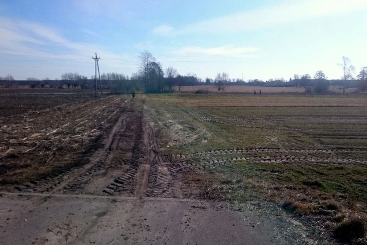 Stary Lubotyń: poszukiwania martwych dzików (zdjęcia)