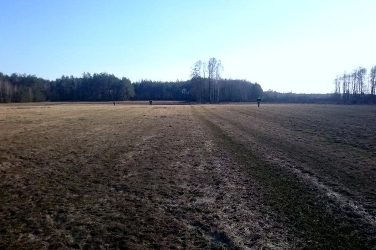 Stary Lubotyń: poszukiwania martwych dzików (zdjęcia)