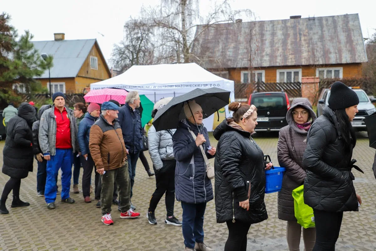 Ponad 200 choinek trafiło do mieszkańców Ostrowi! Ekologiczna akcja zakończona sukcesem! (zdjęcia)