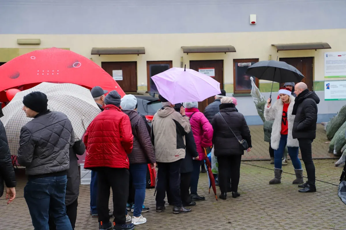Ponad 200 choinek trafiło do mieszkańców Ostrowi! Ekologiczna akcja zakończona sukcesem! (zdjęcia)
