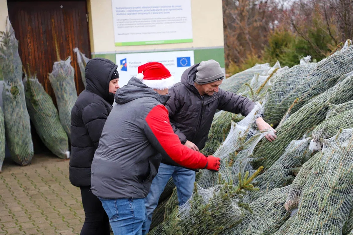 Ponad 200 choinek trafiło do mieszkańców Ostrowi! Ekologiczna akcja zakończona sukcesem! (zdjęcia)