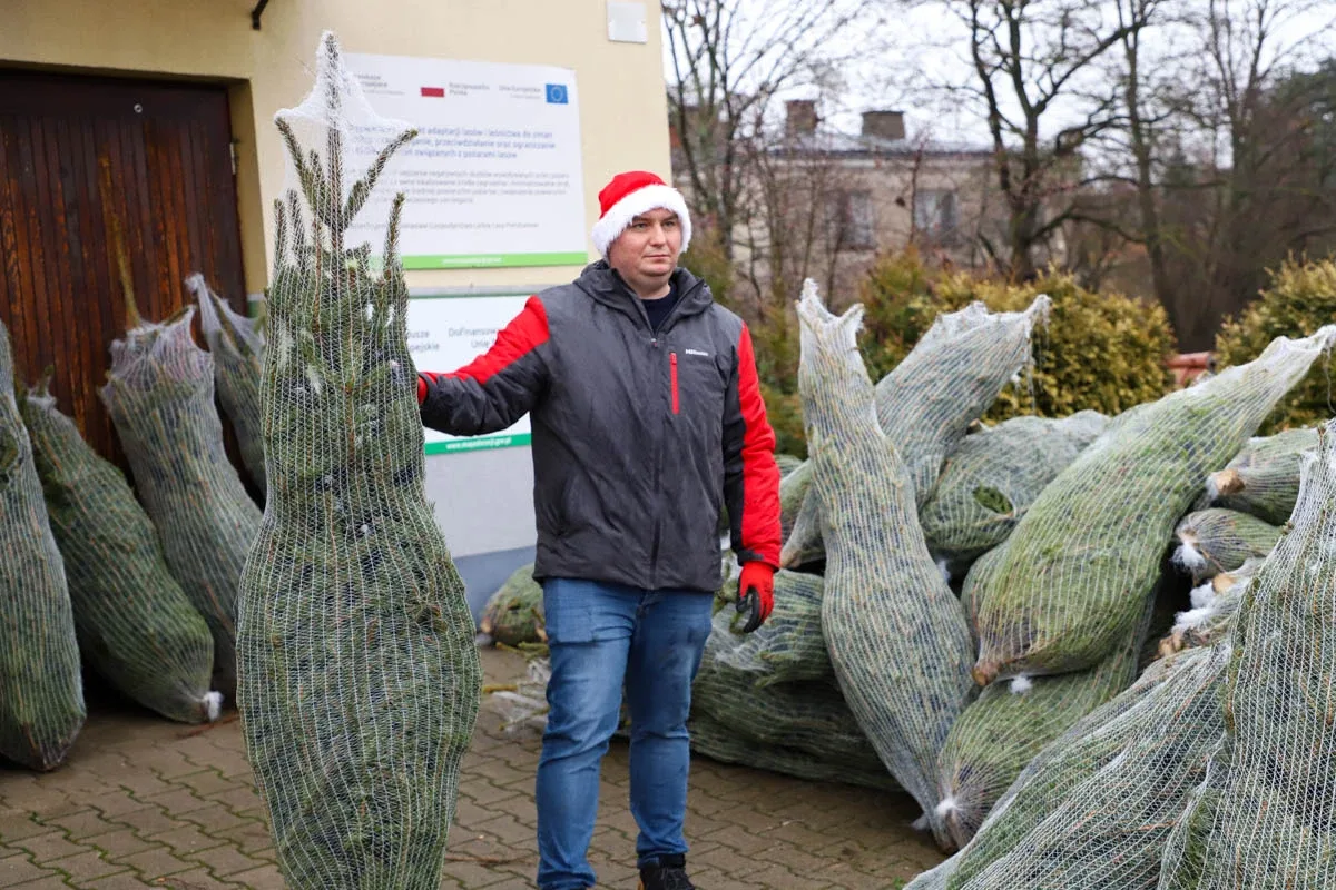 Ponad 200 choinek trafiło do mieszkańców Ostrowi! Ekologiczna akcja zakończona sukcesem! (zdjęcia)