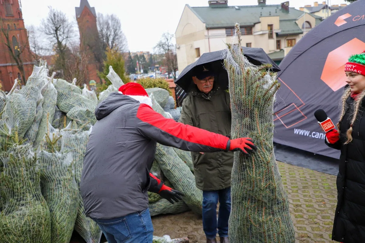 Ponad 200 choinek trafiło do mieszkańców Ostrowi! Ekologiczna akcja zakończona sukcesem! (zdjęcia)