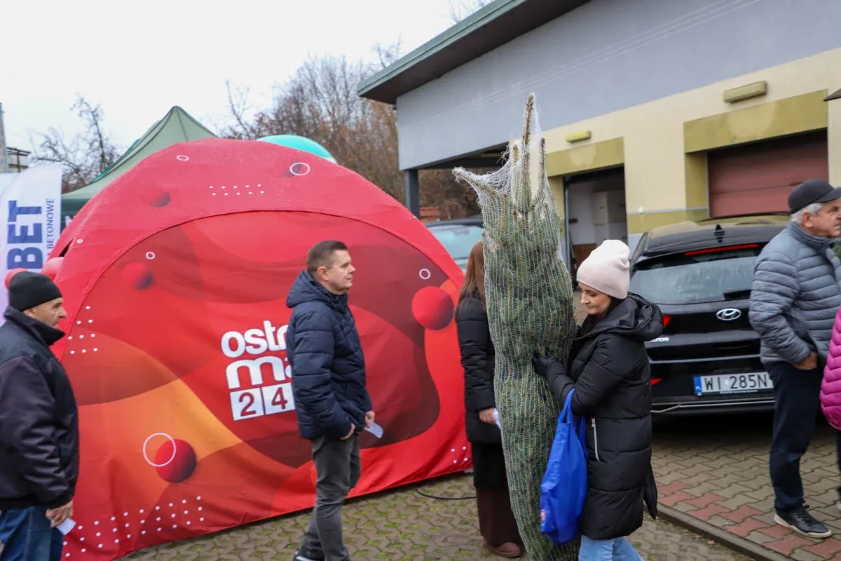 Ponad 200 choinek trafiło do mieszkańców Ostrowi! Ekologiczna akcja zakończona sukcesem! (zdjęcia)