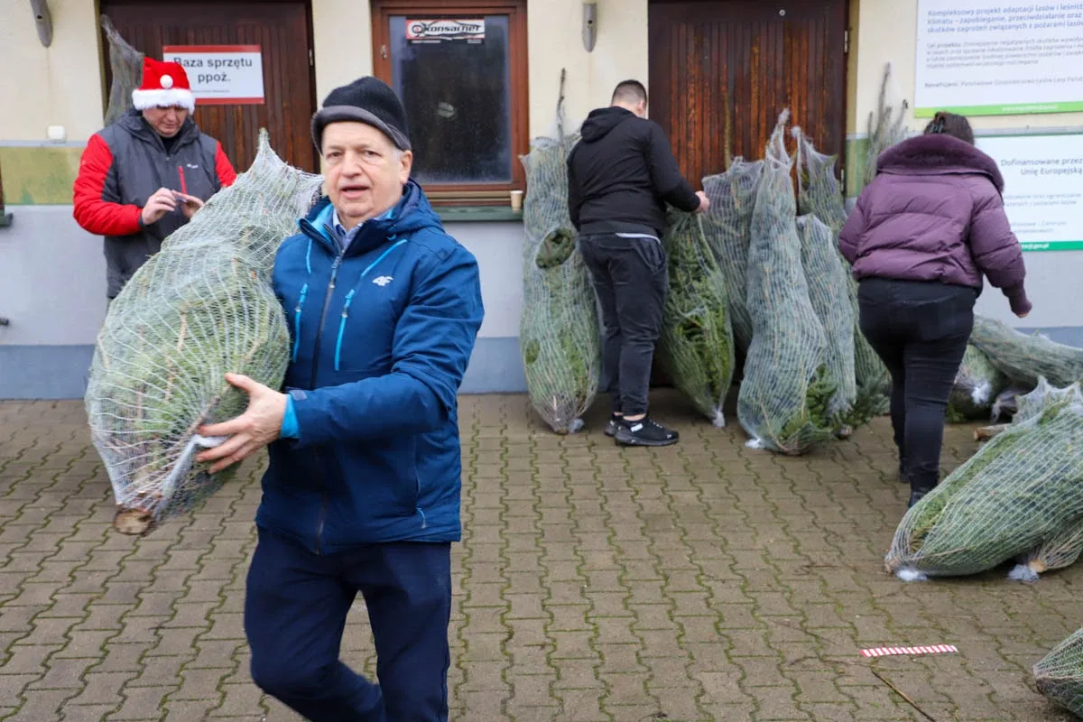Ponad 200 choinek trafiło do mieszkańców Ostrowi! Ekologiczna akcja zakończona sukcesem! (zdjęcia)