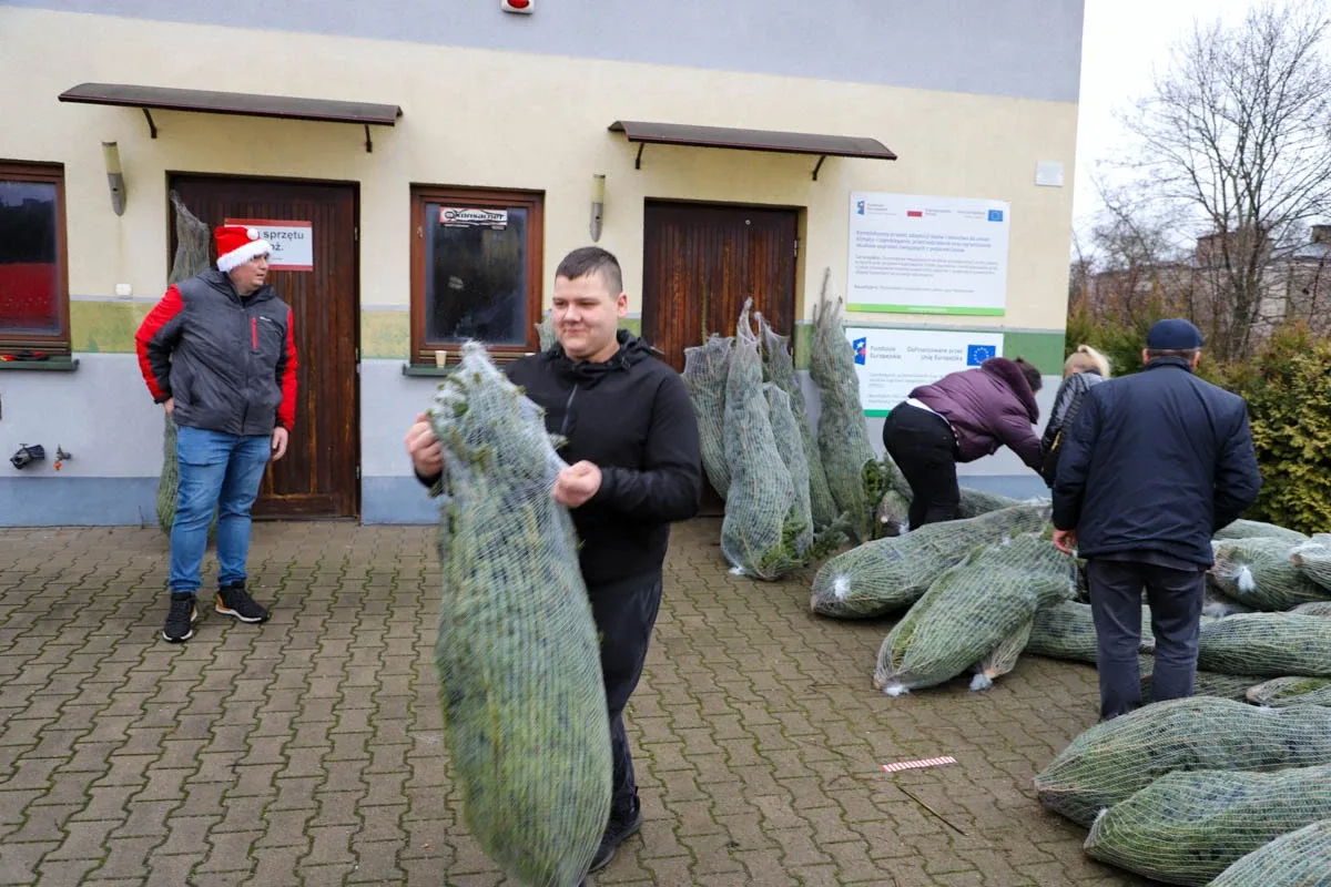 Ponad 200 choinek trafiło do mieszkańców Ostrowi! Ekologiczna akcja zakończona sukcesem! (zdjęcia)