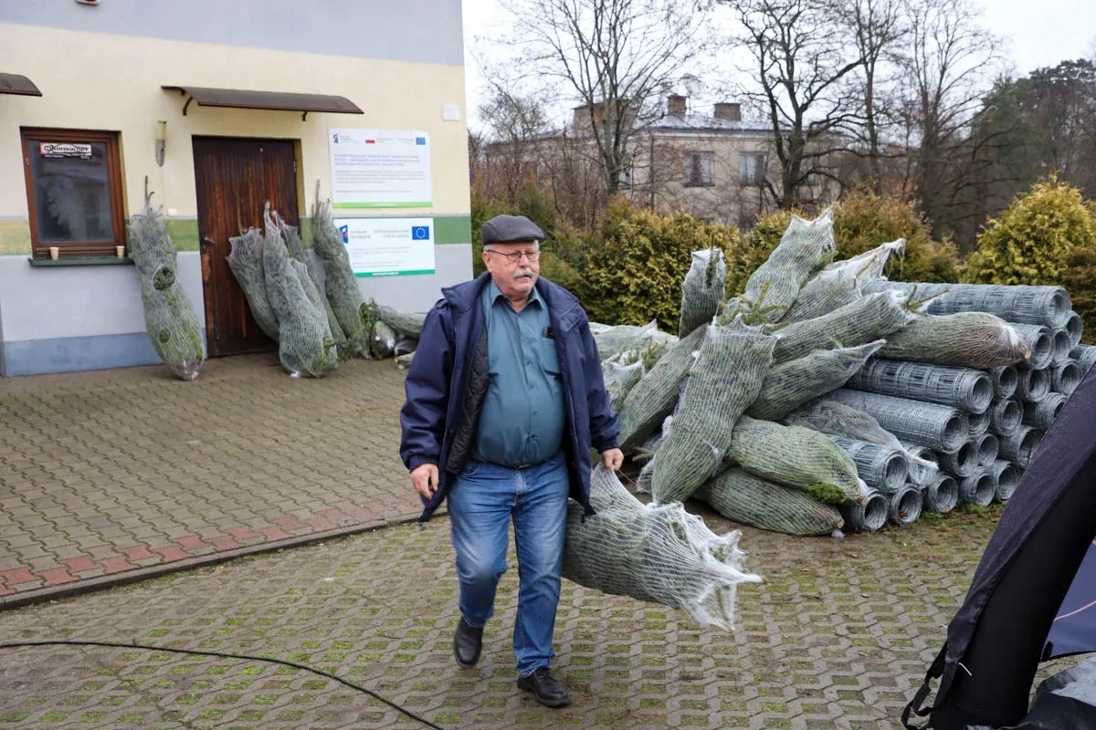 Ponad 200 choinek trafiło do mieszkańców Ostrowi! Ekologiczna akcja zakończona sukcesem! (zdjęcia)