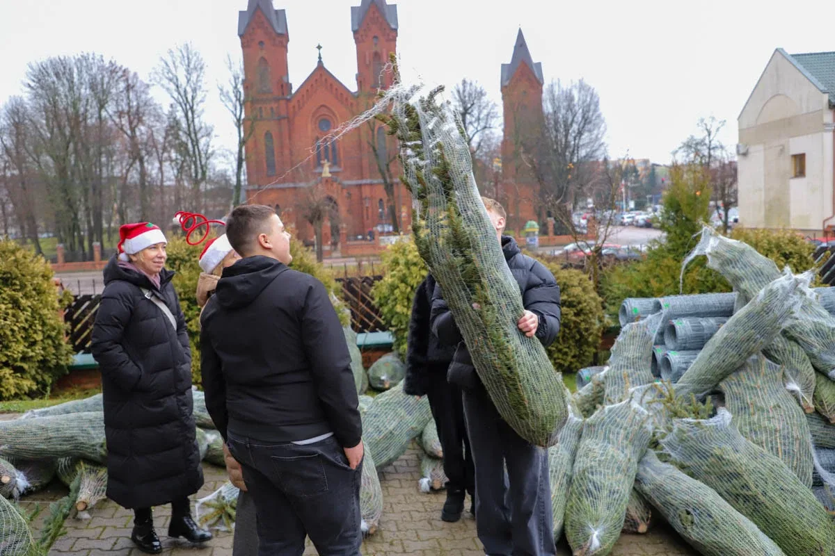 Ponad 200 choinek trafiło do mieszkańców Ostrowi! Ekologiczna akcja zakończona sukcesem! (zdjęcia)