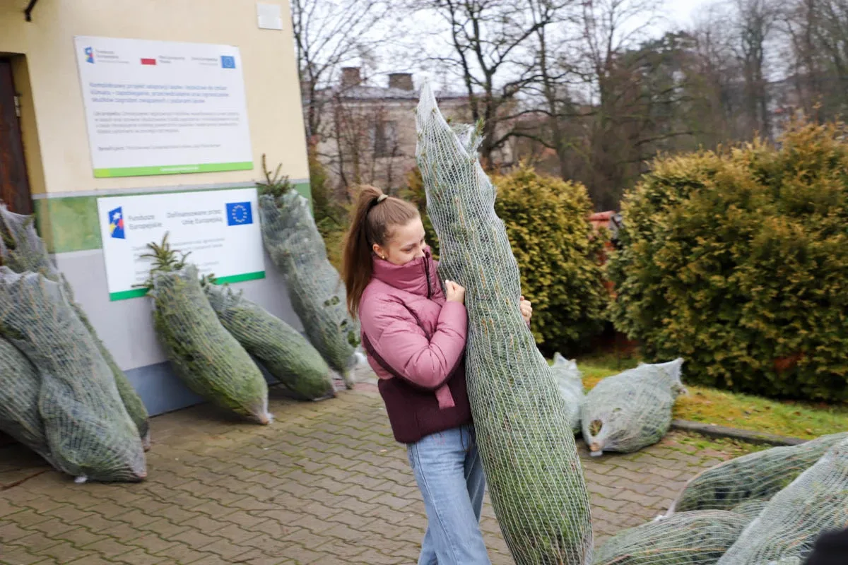 Ponad 200 choinek trafiło do mieszkańców Ostrowi! Ekologiczna akcja zakończona sukcesem! (zdjęcia)