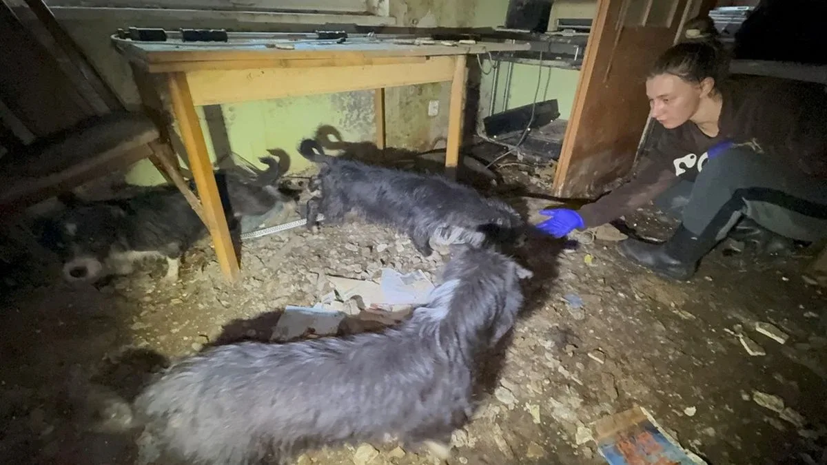 Psy żyły w koszmarnych warunkach, bez jedzenia i picia (drastyczne zdjęcia)