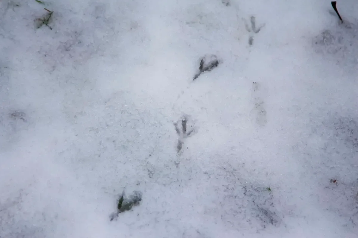 Młodzież wycieczkowała podczas V Ostrowskiego Zimowego Ptakoliczenia (zdjęcia)