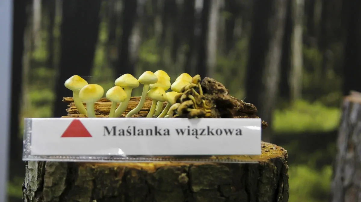 Grzybowa wystawa w leśnej atmosferze w budynku PSSE (zdjęcia)