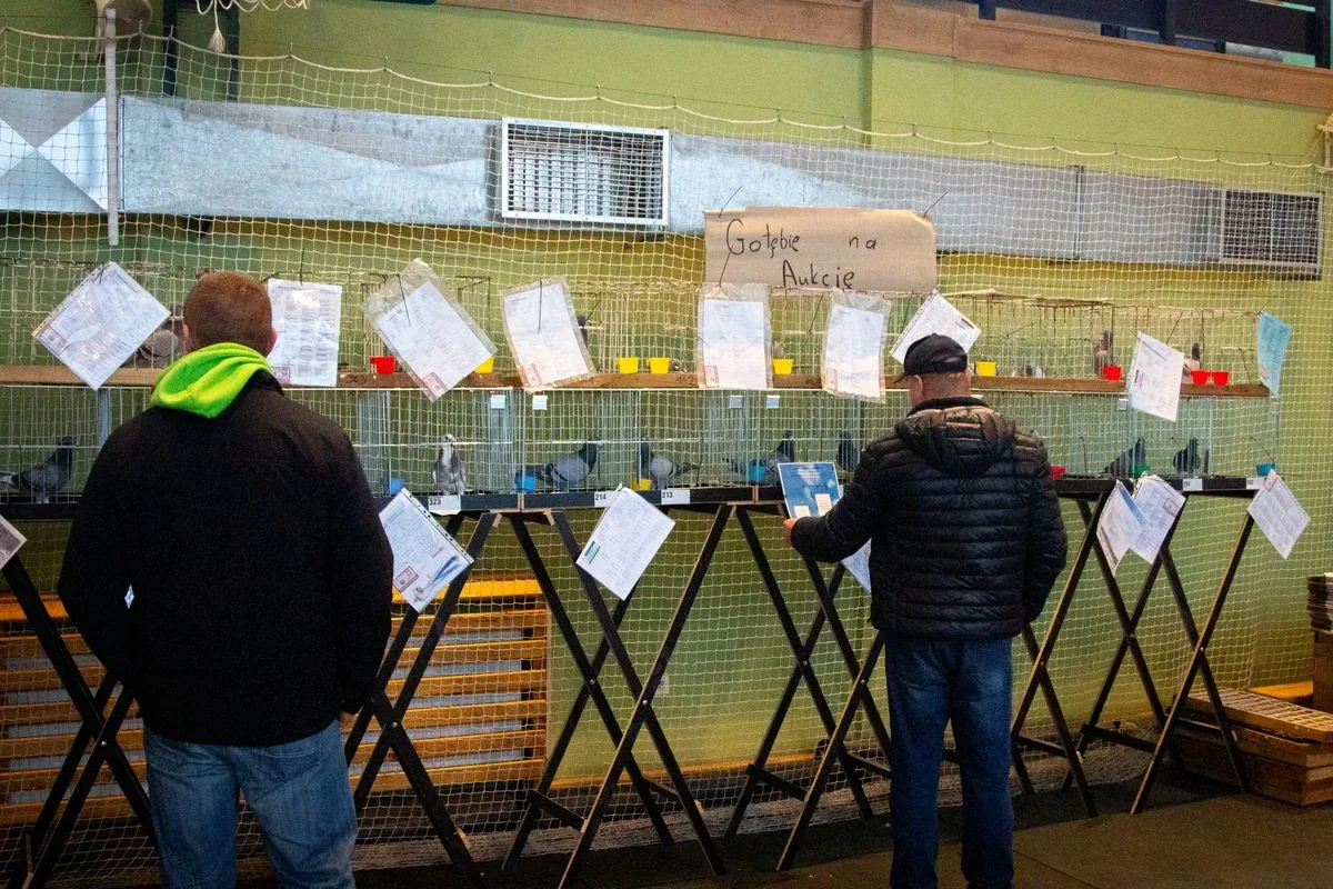 35. Okręgowa Wystawa Gołębi Pocztowych Okręgu Białystok już za nami! (zdjęcia)