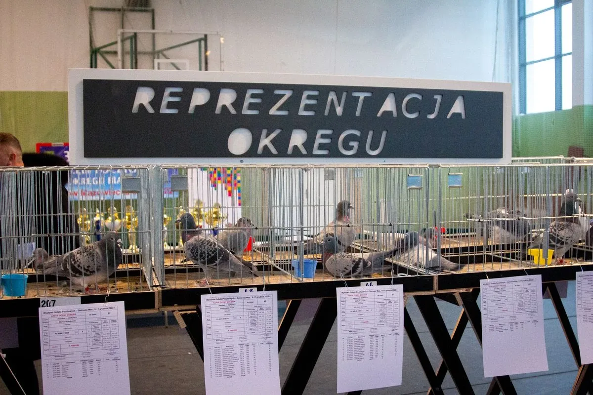 35. Okręgowa Wystawa Gołębi Pocztowych Okręgu Białystok już za nami! (zdjęcia)