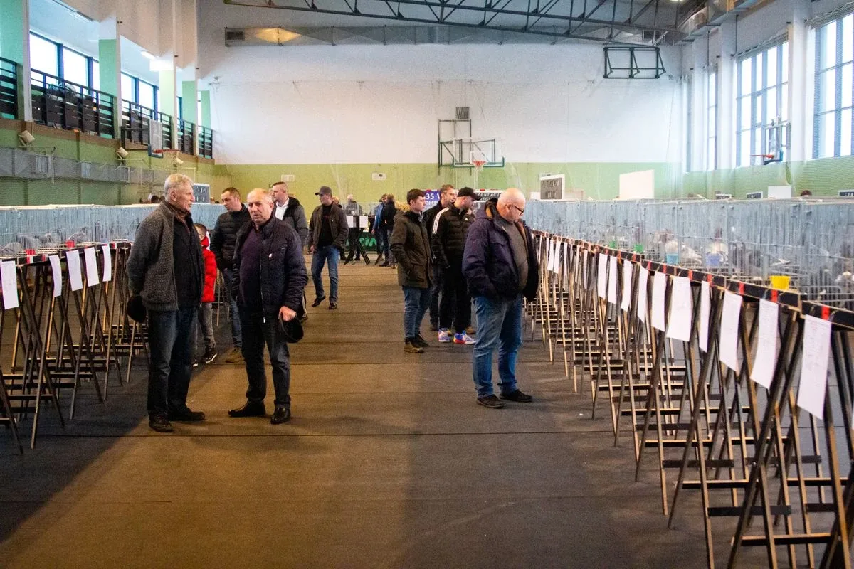 35. Okręgowa Wystawa Gołębi Pocztowych Okręgu Białystok już za nami! (zdjęcia)