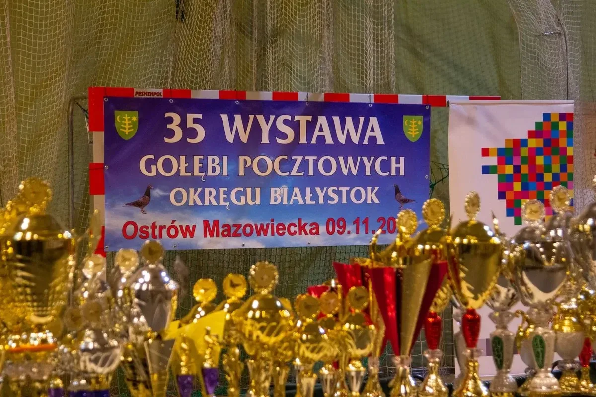 Wystawa Gołębi Pocztowych w Ostrowi Mazowieckiej (zdjęcia)