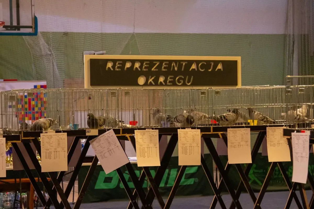 Wystawa Gołębi Pocztowych w Ostrowi Mazowieckiej (zdjęcia)