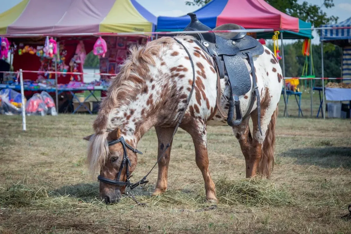 Artyści zaprezentowali swoje utwory na Dożynkach Gminno-Parafialnych w Prostyni (zdjęcia, wideo) 