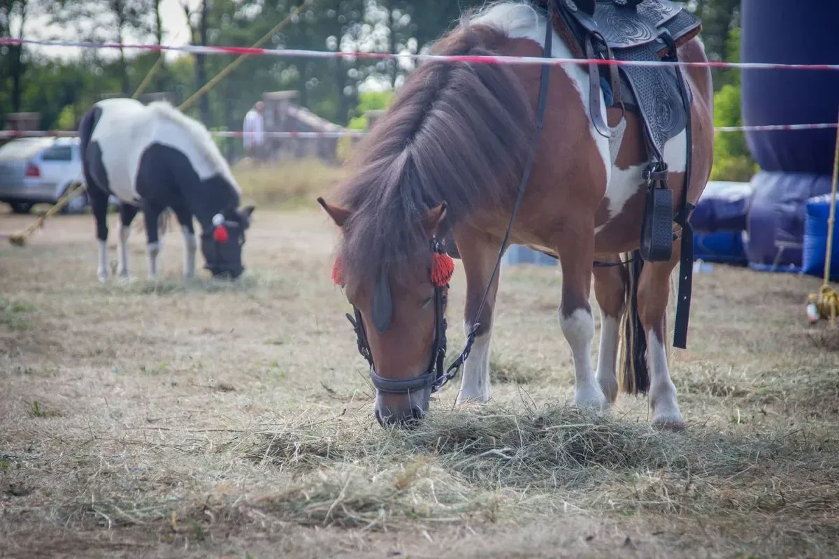 Artyści zaprezentowali swoje utwory na Dożynkach Gminno-Parafialnych w Prostyni (zdjęcia, wideo) 