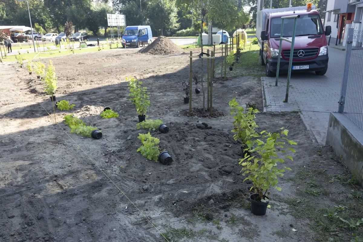 Międzynarodowa aleja w Ostrowi Mazowieckiej (zdjęcia)