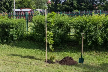 Aleja Dębów powstała na terenie "Ekonomika" (zdjęcia)