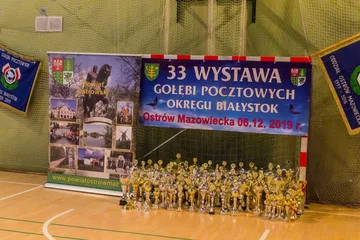 Hodowcy zaprezentowali swoje ptaki w Ostrowi Mazowieckiej (zdjęcia, wideo)