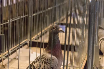 Hodowcy zaprezentowali swoje ptaki w Ostrowi Mazowieckiej (zdjęcia, wideo)