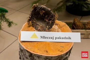 Otwarto wystawę grzybów w ostrowskim sanepidzie (zdjęcia)