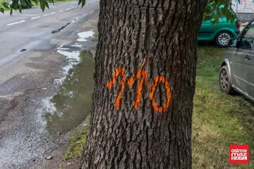 Poprzednie zdjęcie