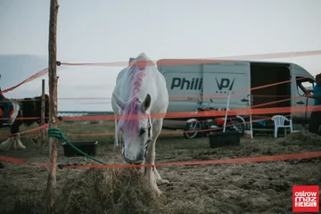 Stachursky na Dniach Broku (zdjęcia, wideo)