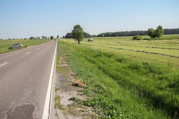 Poprzednie zdjęcie