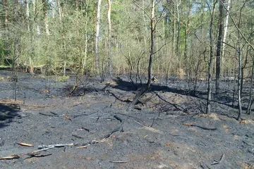 Pożar lasu w gminie Nur (zdjęcia)