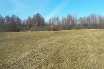 Stary Lubotyń: poszukiwania martwych dzików (zdjęcia)