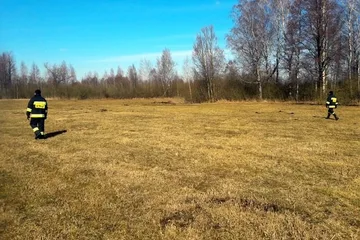 Stary Lubotyń: poszukiwania martwych dzików (zdjęcia)