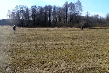 Stary Lubotyń: poszukiwania martwych dzików (zdjęcia)
