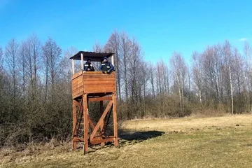 Stary Lubotyń: poszukiwania martwych dzików (zdjęcia)
