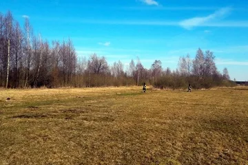 Stary Lubotyń: poszukiwania martwych dzików (zdjęcia)